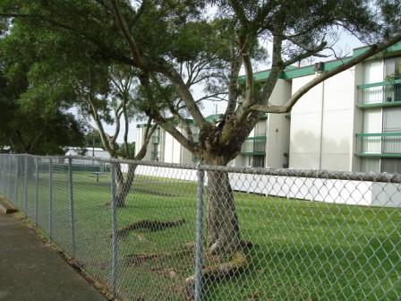 Hale Hoaloha Apts fenced play area Hilo